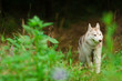husky