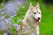 husky