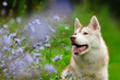 husky