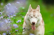 husky