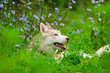 husky