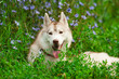 husky