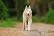 husky
