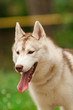 husky