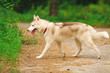 husky