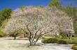 Flowering tree