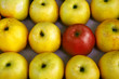 Rows of apples