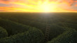 Unendliches Labyrinth im Sonnenaufgang
