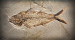 Fossil