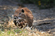 Foto: Coypu eating grasses Coypu eating grasses