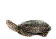 turtle isolated