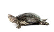 turtle isolated