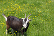 Brown and white goat eating grass in simmer day