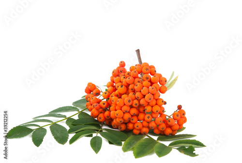 Foto: ashberry isolated ashberry isolated