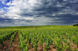 vignoble Champenois