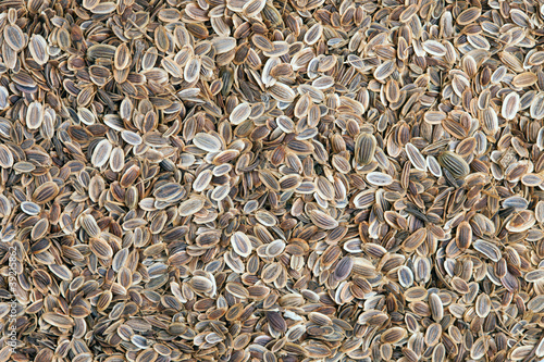 Photo: Fennel seeds (Anethum graveolens). Fennel seeds (Anethum graveolens).