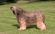 Photo: Briard dog Briard dog