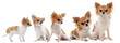 growth of chihuahua