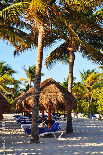 Photo: Palm Trees on a Beach Palm Trees on a Beach