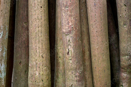 Photo: Tree roots Tree roots