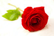side rose