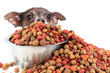 Dog peaking over dog food