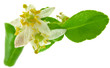 fleur de citrus hystrix