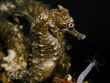 Spiny Seahorse -  Hippocampus hystrix