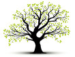 vector set - decorative tree and green leaves