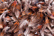 feather background