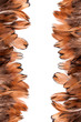 feather background