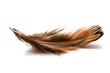 brown feather