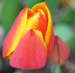 tulipani