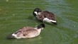 Canada geese dipping heads in water, preening themselves