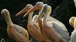 Great white pelicans