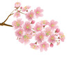 Sakura isolated