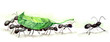 ants team (series C)