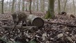 wildschweine