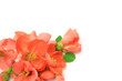 flower of the Japanese quince