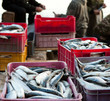 good catch of fish