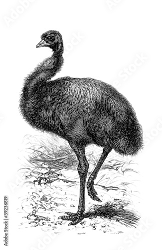 Illustration: Australian Bird - Emeu Australian Bird - Emeu