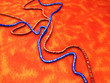 Venen und Arterien