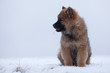 Eurasier-Welpe sitzt im Schnee