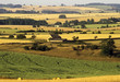 crops