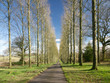 trees