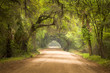 Charleston SC Dirt Road Forest...