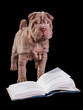Puppy with book