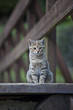 Gatto europeo