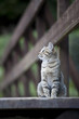 Gatto europeo