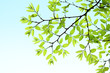 Green leaves background